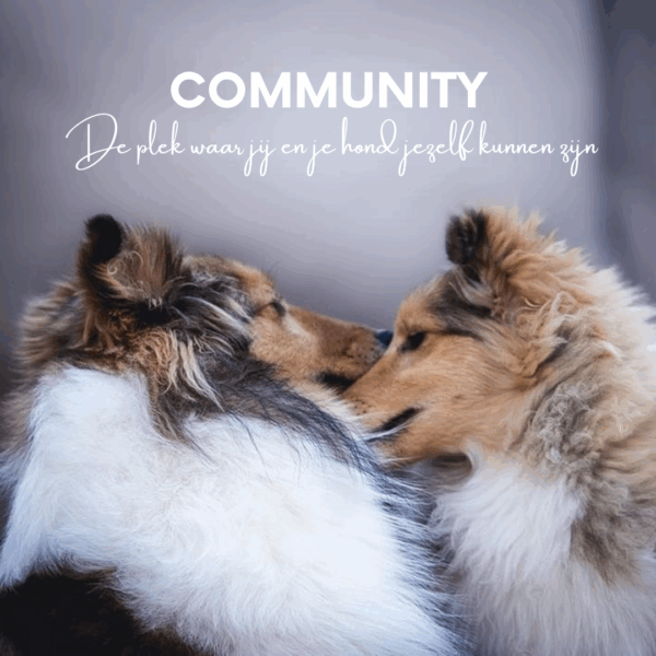 gift of soul dogs community