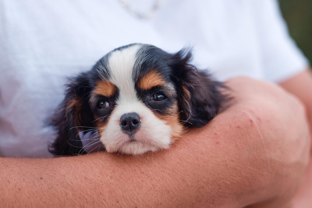 dog, puppy, cavalier king charles spaniel, pet, animal, nature, canine, cute