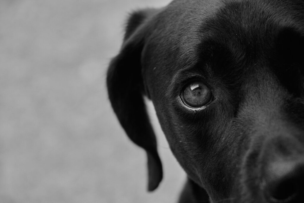 Artistic black and white close-up of a black dog's eye with an intense gaze